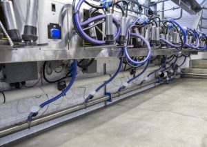 Hoover Ag Milking Parlor - Milk lines and claws