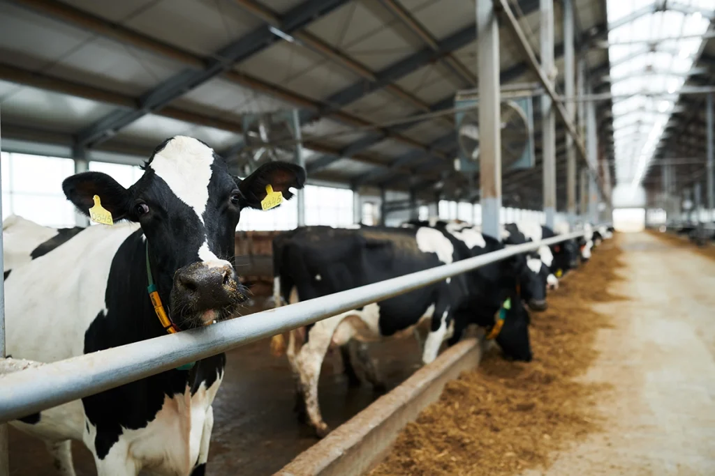 Dairy cows standing in a feeding alley inside a modern dairy barn.
